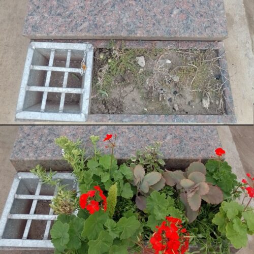 Replacing plants in flowerbed